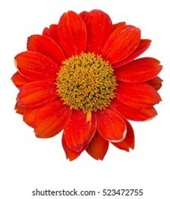 XOLDA Exotic marigold red Seed(31 per packet)