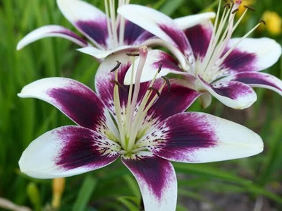 Khushi Prova VNR lily F1 hybrid original seed Seed(60 per packet)