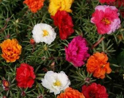 XOLDA Exotic portulaca Seed(15 per packet)