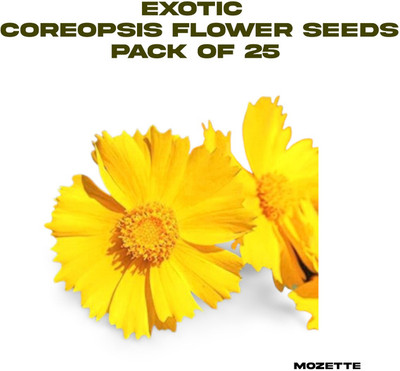 Mozette Exotic coreopsis flower seeds Seed(25 per packet)