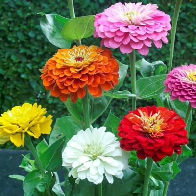 EcoFusion Zinnia mix double flower seed, Pack of 15 Seed(15 per packet)
