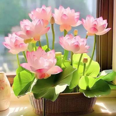 DEYS AGRO ™ japani|japanese lotus seeds, flower seeds for all seasons Seed(3 per packet)