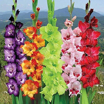 CRGO GLADIOULUS Seed(30 per packet)