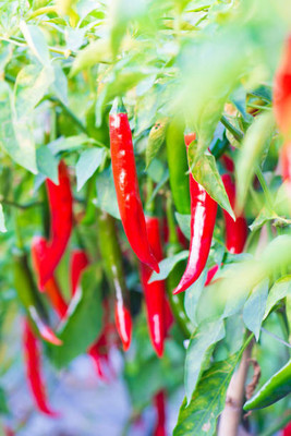 Kodali Hybrid F1 Chilli Seeds Pack Of 51 Seed(51 per packet)
