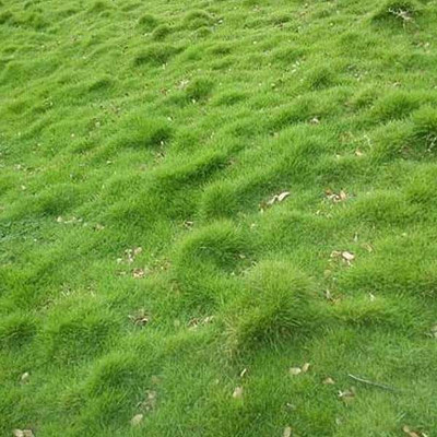 PLANTZON Lawn Grass Seed(10 per packet)