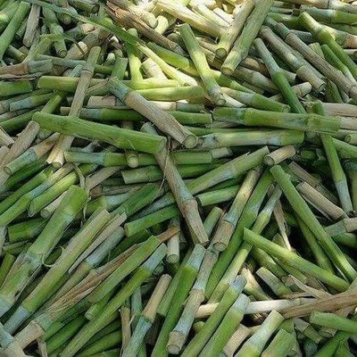 ibains Smart napier grass sticks Seed(20 per packet)