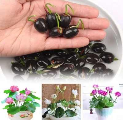 LBS FARMING Lotus flower seeds/water lily seeds mixed colour seeds pack of 15 Seed(15 per packet)