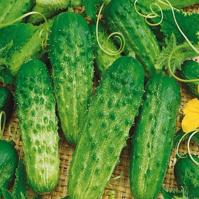 GREENSEA Cucumber Seeds for Home Garden | High Yield | Organic Vegetable Seed(85 per packet)