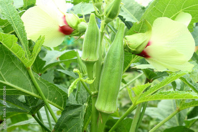Arshiayat lady finger seeds/bhindi seeds/okra seeds/hybrid lady finger seeds Seed(93 per packet)