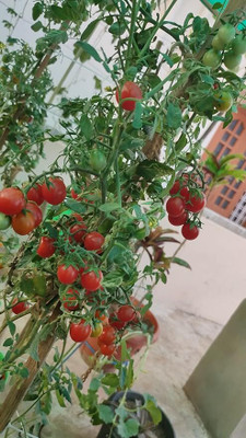GREENSEA Tomato Seed(100 per packet)