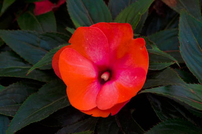 XOLDAA balsam frower Seed(25 per packet)