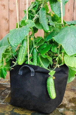 GREENSEA Desi Kheera, Cucumber Organic Seed(82 per packet)