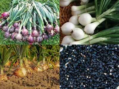 WILLVINE TLX-1279 Onion Red,Light Red Gwaran,White Onion Seeds-3000 Seeds Seed(3000 per packet)