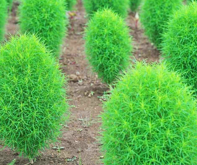 the green dotcom kochia seeds for home garden Seed(30 per packet)