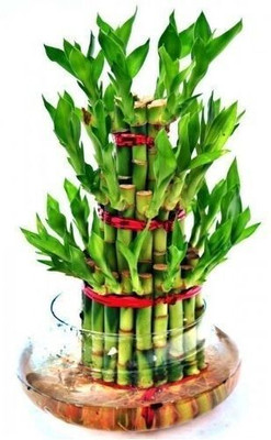 jkFarm Lucky Bamboo Seed(155 per packet)