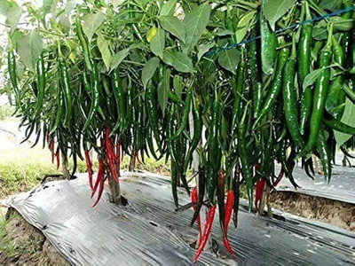 BDSresolve chilli seeds hybrid all season Seed(48 per packet)