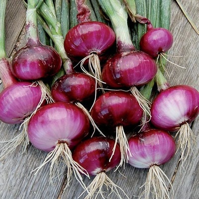 Cloud Farm Red Onion Nasik Seed(500 per packet)