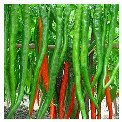 Qausain GREEN CHILLI Seed(25 per packet)