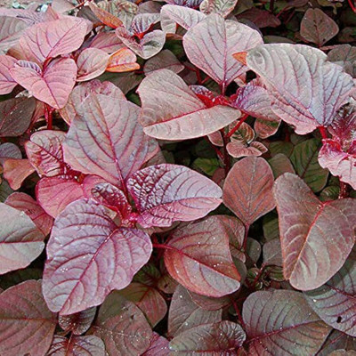 EcoFusion red amaranthus seeds Seed(2800 per packet)