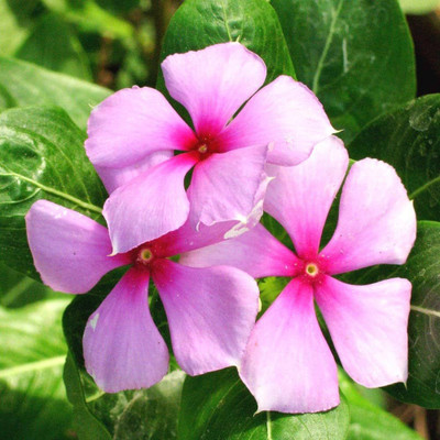ibains Red vinca seeds Seed(70 per packet)