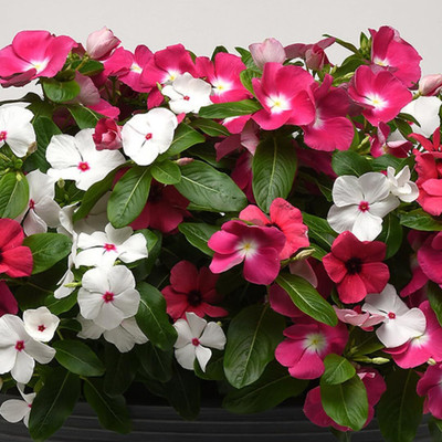 Lorvox Vinca Flower Seeds Hybrid Mix Seed(85 per packet)