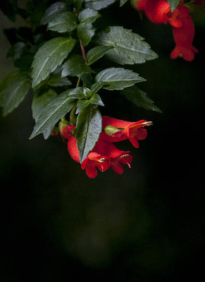 Oliver balsam flower seeds Seed(20 per packet)