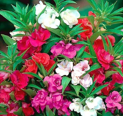 Lorvox Balsam Tom Samb from Russia Seed(35 per packet)