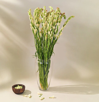 GREENSEA Tuberose Flower Seed(7 per packet)