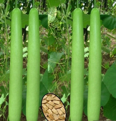 Pbevergreen bottle gourd/ long louki seed pack of 25 only Seed(25 per packet)