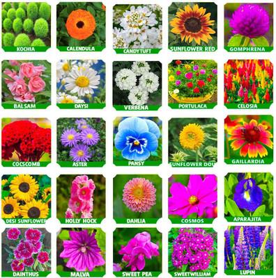 abiswas 25 variety flower seeds combo pack with instruction manual Seed(1900 per packet)