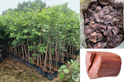 DEYS AGRO ™ lal chandan seeds|rakt chandan seeds, hybrid red sandalwood tree seeds Seed(9 per packet)