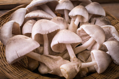 grenfel First First Generation 400Gm Paddy Straw Mushroom Spawn Seed(400 g)