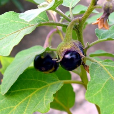 Quentova Brinjal/Eggplant Vegetable-VDI Seed(300 per packet)