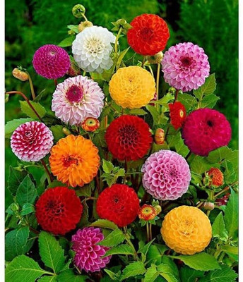 GREENSEA Dahlia mixed Flower Seed(24 per packet)