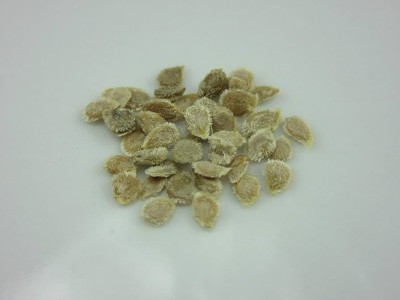 GREENSEA Tomato Seed(300 per packet)