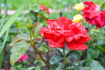 Oliver balsam flower seeds Seed(20 per packet)