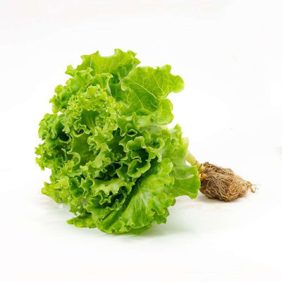 Arshiayat Lettuce Leaves (Lactuca sativa) Plant Seed(10 per packet)