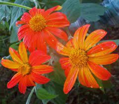 Mozette Exotic tithonia Seed(44 per packet)