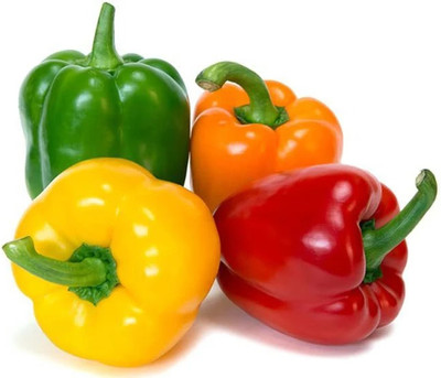 raju hoisey Capsicum(Shimla Mirch) Seed(100 per packet)