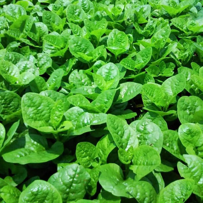 Cloud Farm Malabar Spinach, Poi Saag, Pui Saag, Vine Spinach, Ceylon Spinach Seed(90 per packet)