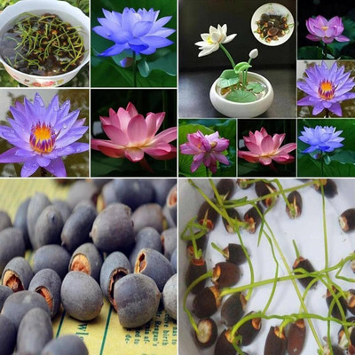DEYS AGRO ™ kamal seeds|kamal flower seeds, kamal gatta seed, best quality kamal phool Seed(16 per packet)