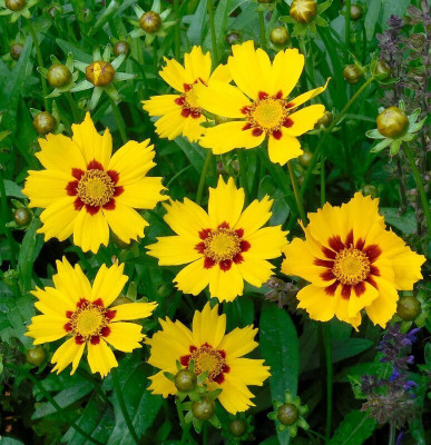 GARDENIFY INDIA YELLOW COREOPSIS FLOWER Seed(50 per packet)