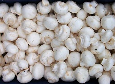 the green dotcom Mushroom Hybrid Seed(60 per packet)