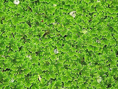 Pbevergreen aquarium plant seeds/azolla seeds 860 Seed(46 per packet)