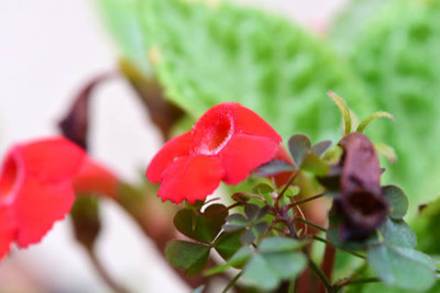 Oliver balsam flower seeds Seed(20 per packet)