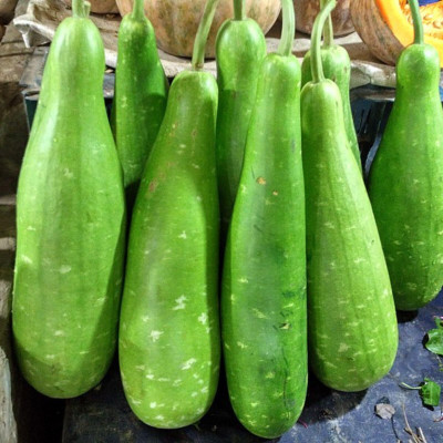 DEYS AGRO ™ f1 hybrid long bottle gourd seeds,lauki|lau|bottle guard Seed(5 per packet)
