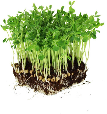 GARDENIFY INDIA Microgreen Pea Shoots Seed(50 per packet)