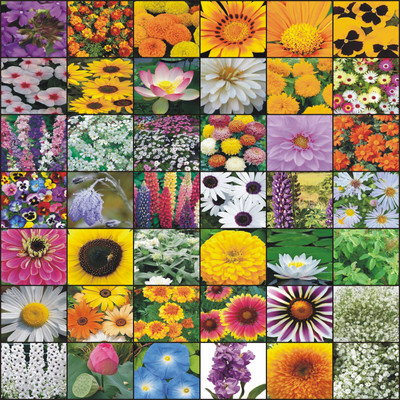 Greenery Hub Plant Seeds For Home Garden Flower Combo 40 Packets Seed(10 per packet)