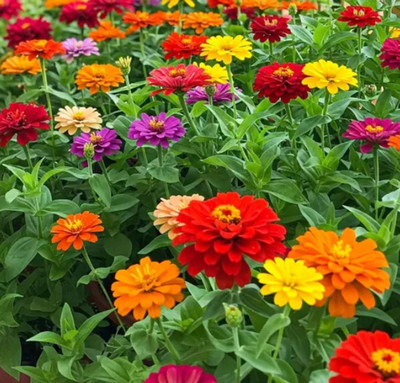 SUAA Zinnia Flower Seeds for Gardening | Colorful Flowers for Every Season Seed(69 per packet)