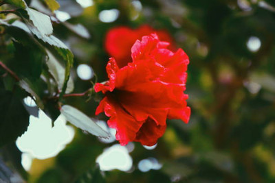 Oliver balsam flower seeds Seed(20 per packet)